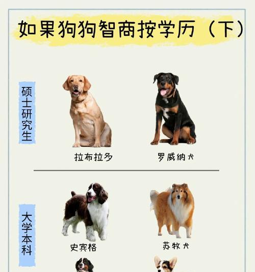 如何饲养一只健康的法老王猎犬（掌握这些方法，成为贴心的宠物主人）