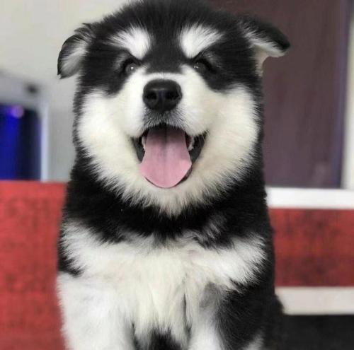 探秘阿拉斯加串马犬的魅力（全面了解阿拉斯加串马犬的性格特点及养护技巧）