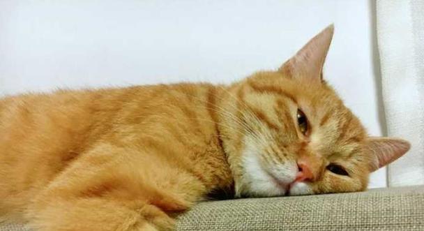 猫咪35度热能不能热？（探究猫咪体温的正常范围和如何判断猫咪是否发烧）