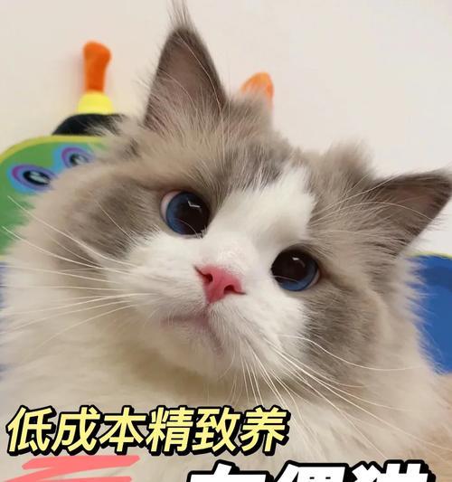 如何正确饲养布偶猫（布偶猫的营养、生活环境和健康护理）
