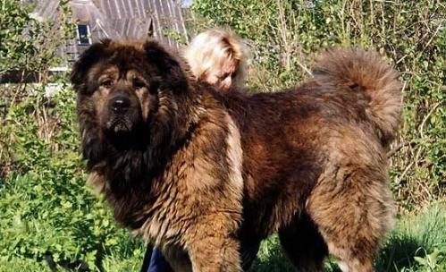 高加索犬饲养方法详解（关爱你的宠物，让它健康成长）