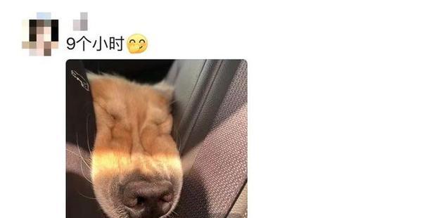 萨摩耶犬呕吐问题探究（了解如何预防和治疗萨摩耶犬的呕吐问题）