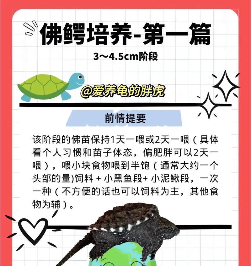 如何正确饲养佛罗里达东部钻纹龟（宠物爱好者必看的饲养技巧，让你的钻纹龟健康成长）