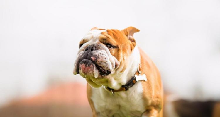 英国斗牛犬的饲养指南（了解如何照顾您的英国斗牛犬）