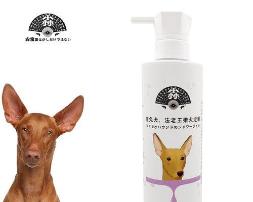 法老王猎犬的饲养方法（关爱你的狗狗，让它健康快乐生活）