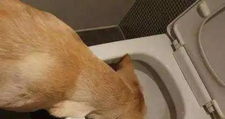 缓行田鼠的饲养方法（让你的宠物田鼠健康快乐成长）