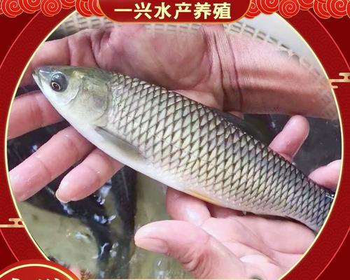 食蚊鱼的全面饲养指南（了解食蚊鱼的基本信息，建立适合它们生长的环境）
