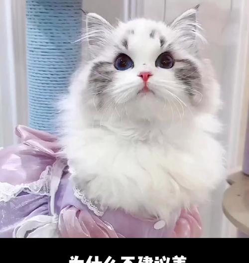 如何养护布偶猫（布偶猫的饲养方法及注意事项）