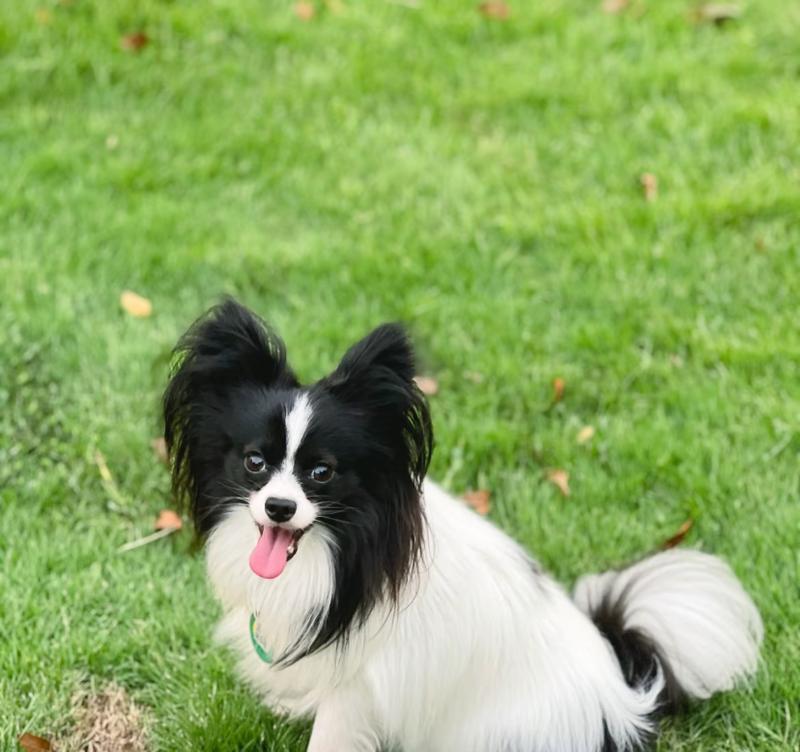受欢迎的小型犬品种（了解多人喜欢的小型犬品种及其特点）