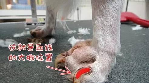 狗狗生产前后的注意事项（为你的爱犬的繁衍健康提供关键指南）