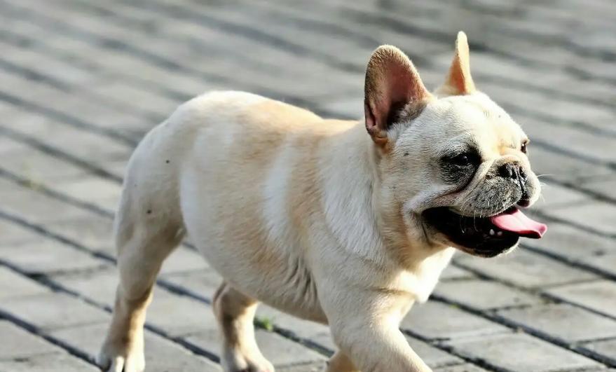 小型犬中串的最多品种（揭秘最受欢迎的狗狗串品种）