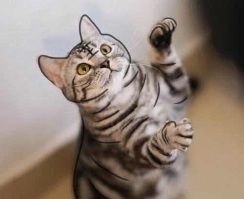 猫的耐热极限为56度，给猫剃毛是否多此一举？（探讨猫的耐热能力和剃毛对猫的影响）