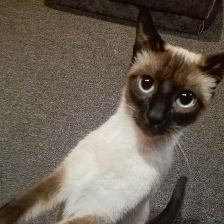 揭秘暹罗猫的市场价格（暹罗猫的售价究竟如何形成？价格因素详解）