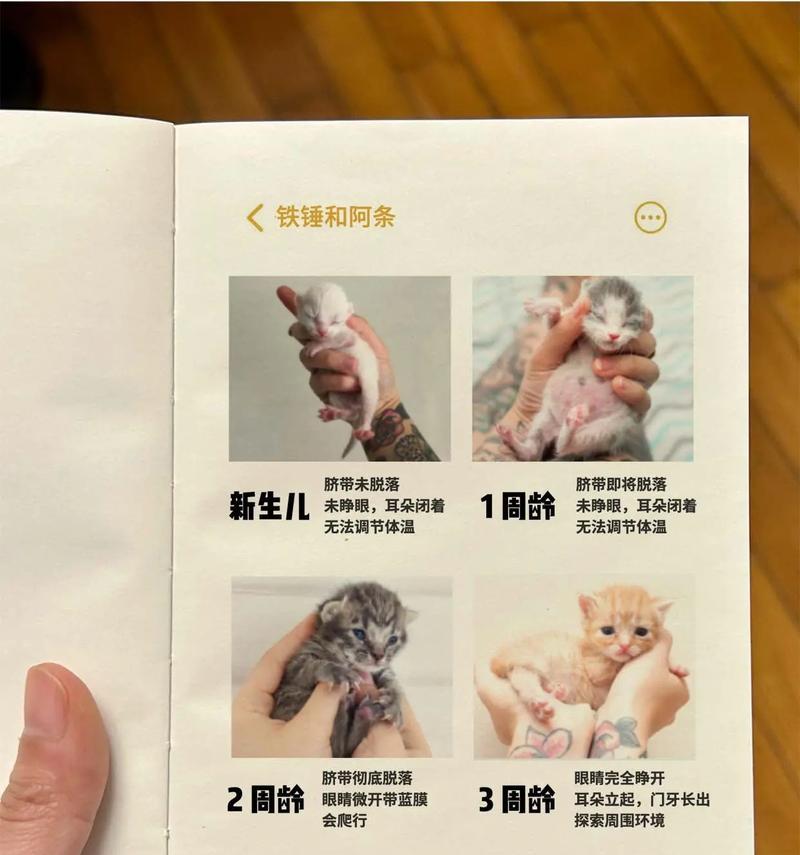 如何喂养和训练两个月的小奶猫（详细教程，新手必备）