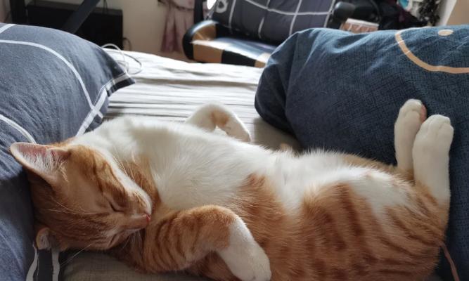 养猫每月花销高？来看一看具体费用！（揭秘养猫的各项开支，你可能意想不到的花费！）