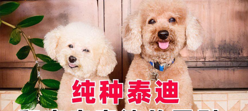 纯种泰迪与串串泰迪（发现纯种和串串泰迪的不同之处，探索它们各自的独特魅力）