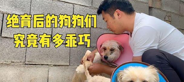 公狗绝育（绝育公狗对健康、行为和控制过度繁殖的好处）