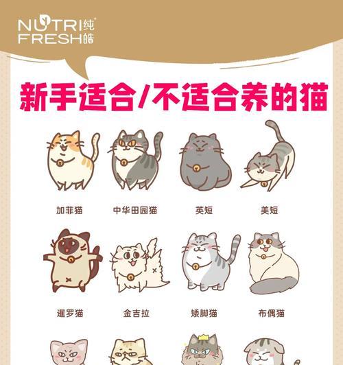 如何正确喂养和照顾0~6个月的幼猫（新手铲屎官的幼猫养育指南）