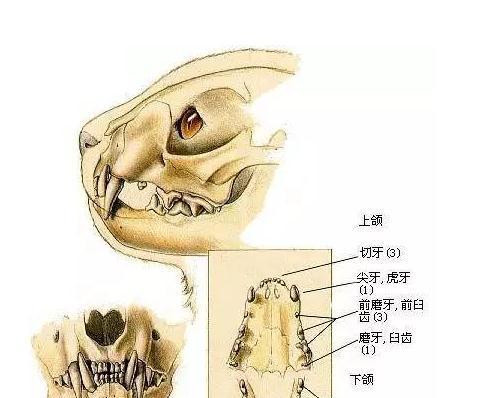 猫咪年龄大揭秘（猫咪牙齿是年龄的秘密武器，快来了解一下吧！）