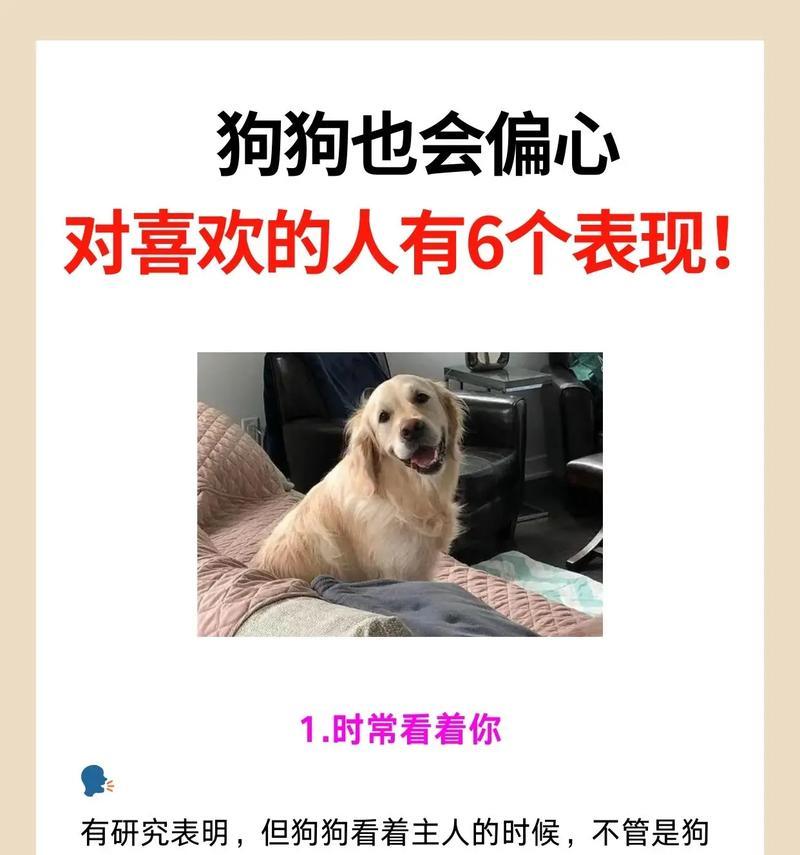 最适合养狗的8种狗狗推荐（了解这些狗狗，让你找到心仪的宠物伙伴）