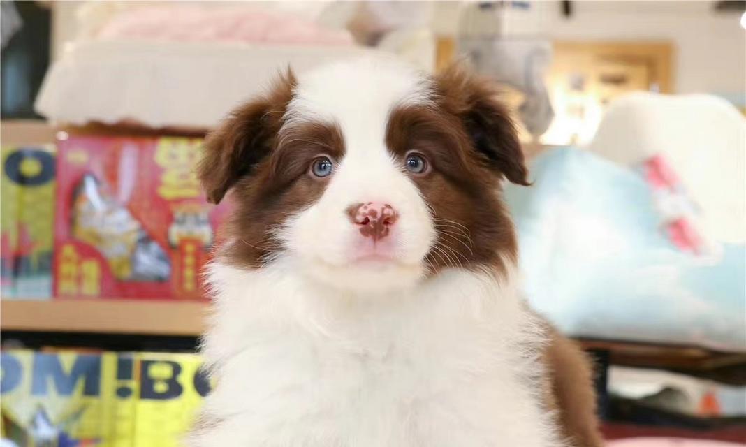 揭秘边牧犬的多彩世界（边牧犬的颜色琳琅满目，你知道有多少种吗？）
