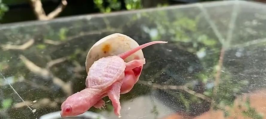 巴西龟的泛滥现象（探究巴西龟在中国泛滥的关键因素及其对生态环境的影响）