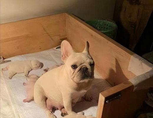 如何正确饲养新买的2个月大法斗（打造快乐健康的法斗生活）