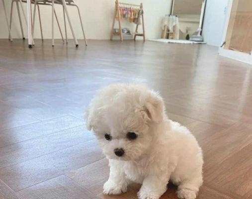 比熊幼犬的饮食需求与养护（比熊幼犬的三个年龄阶段及其适合的饮食安排）
