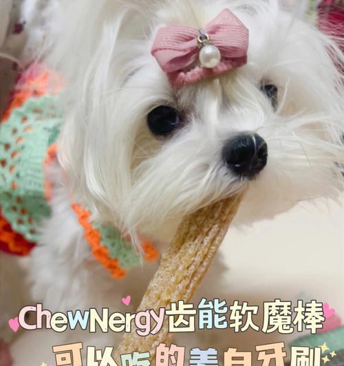 狗狗用品大分享！巨便宜的好物推荐（为你的爱犬提供高性价比的优质用品）