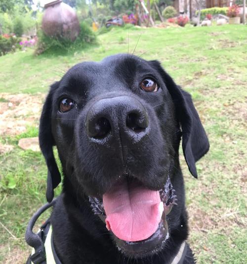 如何合理喂养拉布拉多犬？（制定科学饮食计划，关注健康成长）
