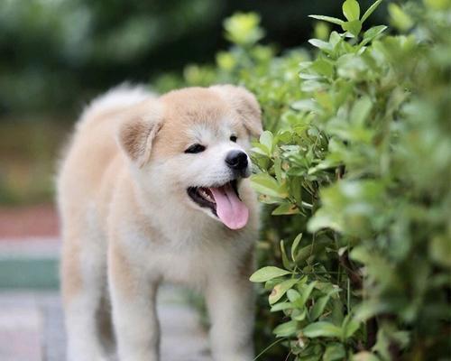 探秘秋田犬（了解秋田犬的魅力，解析饲养人数的谜团）