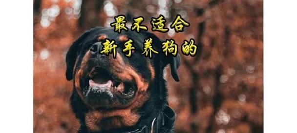 新手最不适合养的狗品种是什么？（了解这些狗品种的特点和需求，避免造成不必要的困扰）