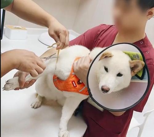 如何让柴犬更长命？（7个关键行动，延长你的柴犬寿命）