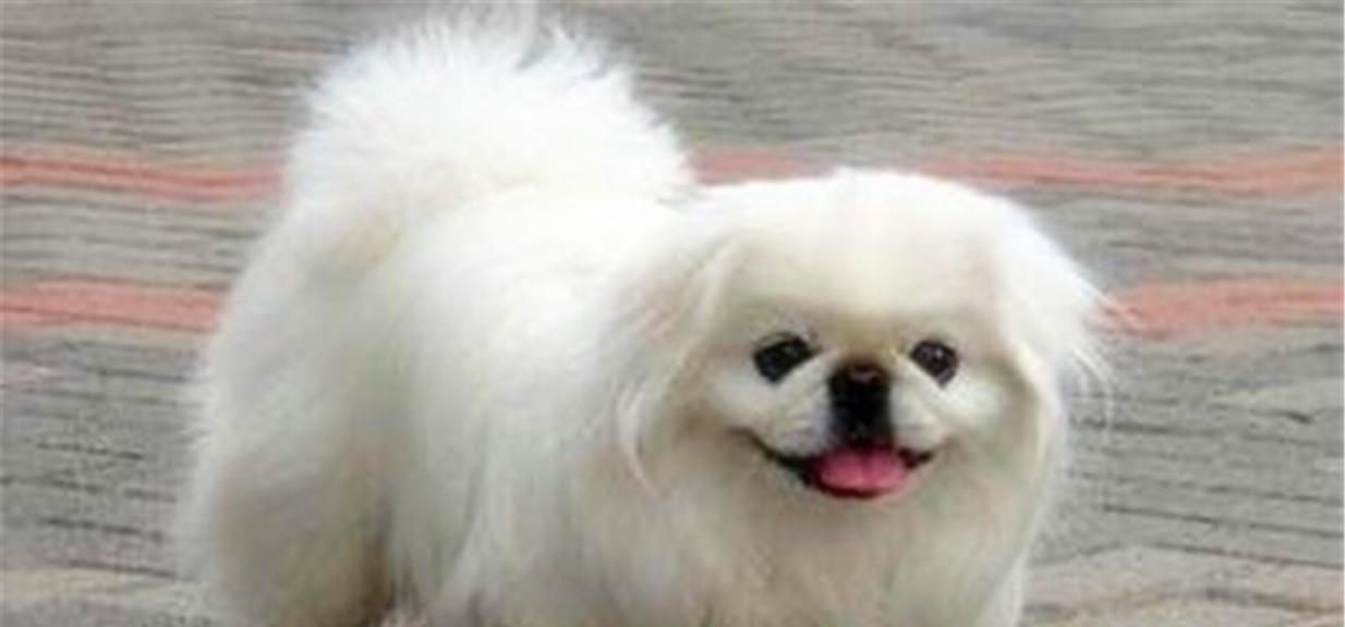 京巴犬的缺点（探究京巴犬的缺陷，为何不适合养京巴犬？）