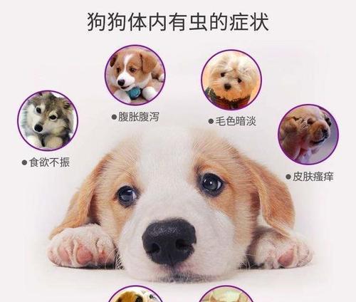 狗狗驱虫的时间与方式（了解狗狗驱虫的最佳时机和方法）