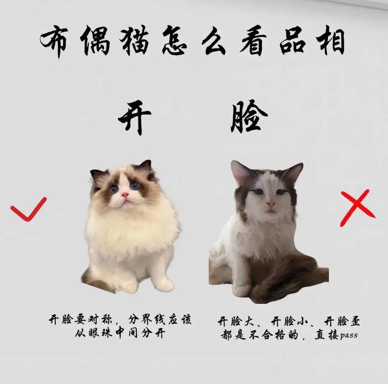 布偶猫的价格与饲养要点（了解布偶猫的售价及如何合理养护）