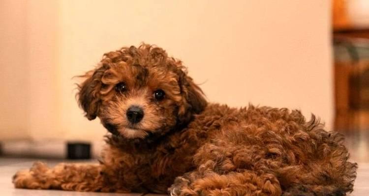 泰迪犬饲养新手指南（解答你对泰迪犬的7个常见问题，轻松开始养宠之旅）