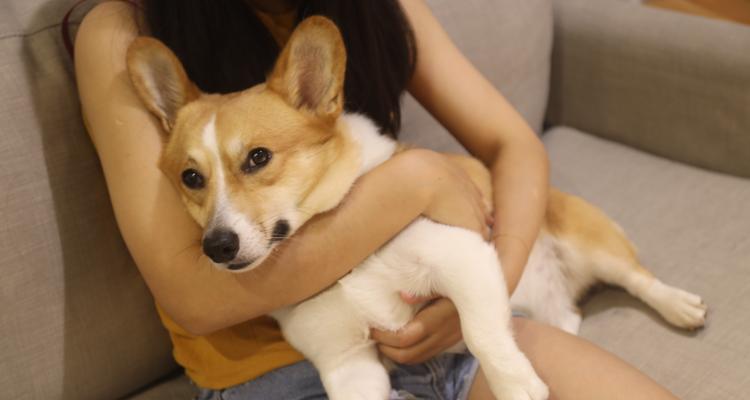 狗狗喂食七大禁忌，你中了几个？（了解并避免狗狗喂食的七个禁忌，让它们健康成长）