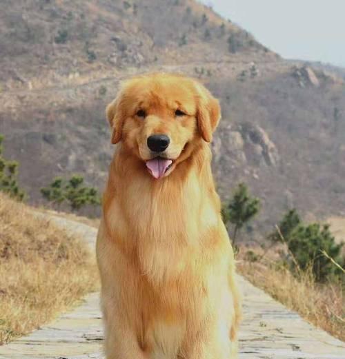成犬金毛的体重与大小（肉眼判断的局限性与发展潜力）