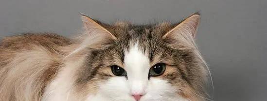 盘点世界8种大体型的宠物猫（探究两种宠物猫的特点和魅力，解答你的选择困难症！）