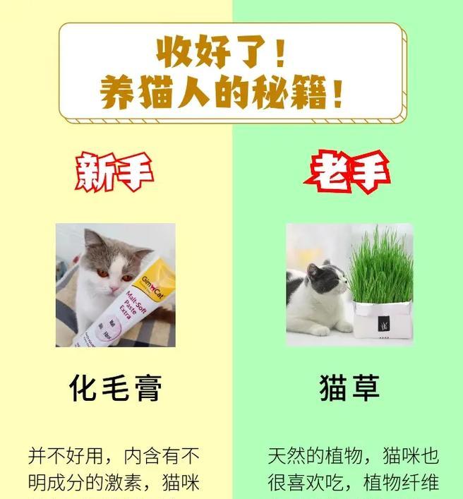 新手养猫基础知识（喂食不需要太多，让小猫健康成长）