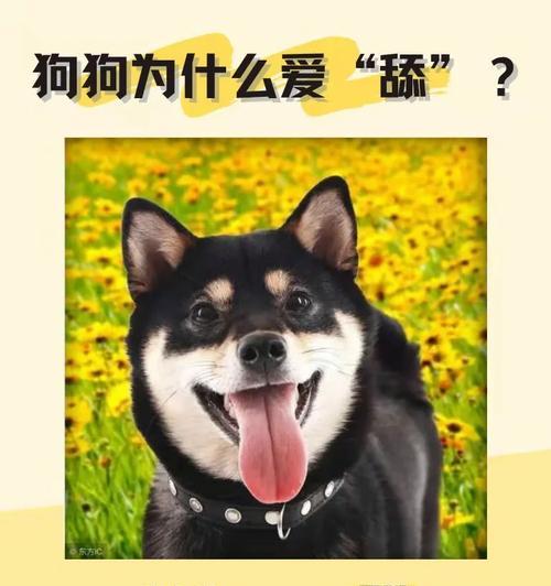15个关于狗狗的冷知识（探索狗狗世界的奇妙之处，你了解多少？）