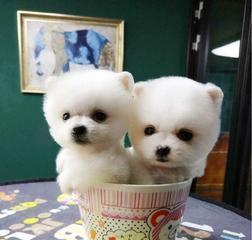俊介犬和博美（揭开俊介犬与博美的区别，帮你选择理想宠物）