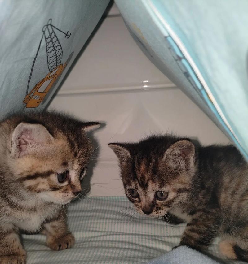 养猫要花多少钱？（揭开养猫的花费真相，让你做好准备）