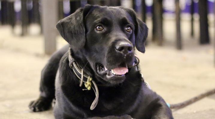 黑色贵宾犬（7个原因揭示黑色贵宾犬鲜有主人选择的真相）
