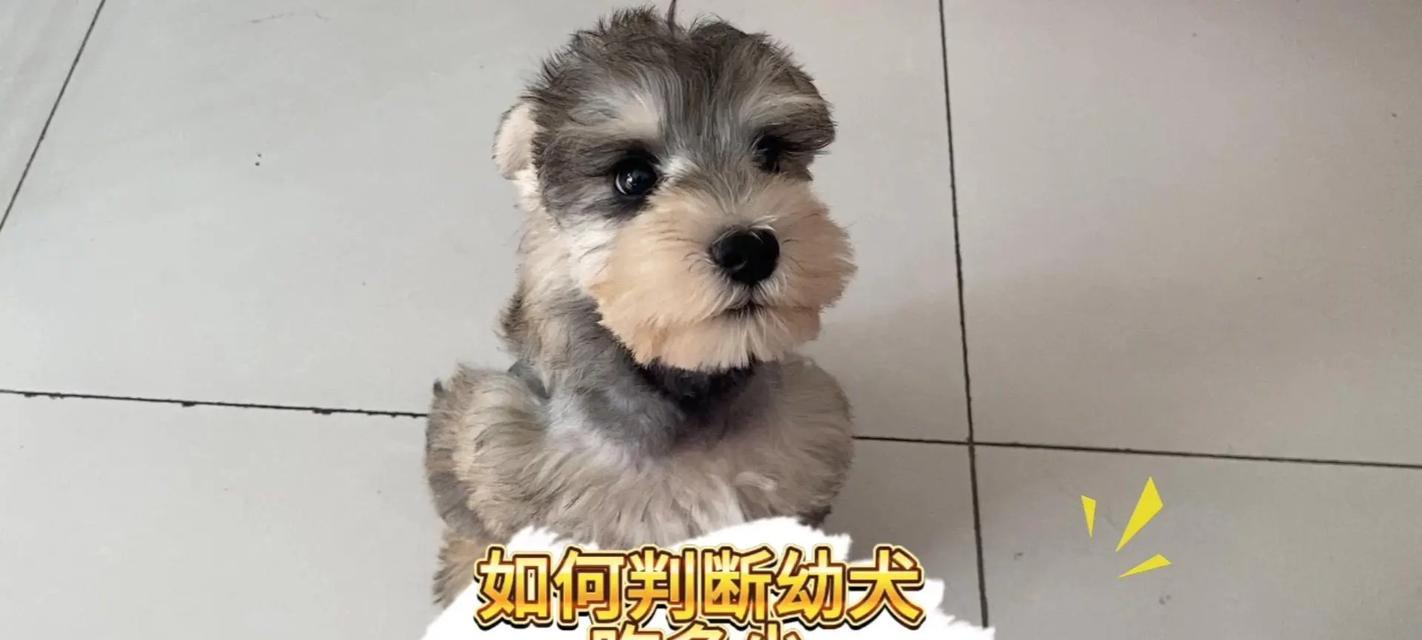 哈士奇狗粮喂食指南（科学喂食让哈士奇健康成长）