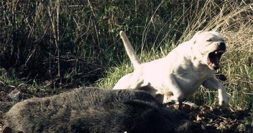 探秘阿根廷杜高犬（融合多重犬种优点的猎犬之王）