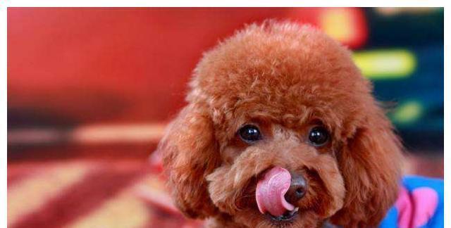 泰迪犬进入老年期的变化及护理要点（老年泰迪犬的身体变化、行为变化和护理关键）
