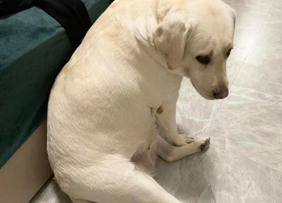 拉布拉多犬的标准体重及相关问题解答（了解拉布拉多犬的体重标准，遇到体重问题如何应对）