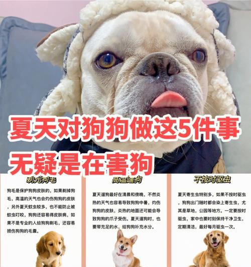 狗狗剃毛降温，是必要的吗？（剃毛是否是狗狗的最佳降温方式？）